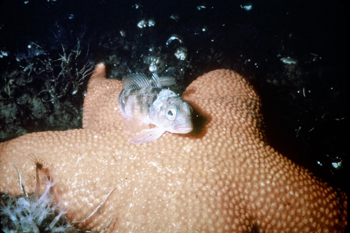 Icefish and starfish