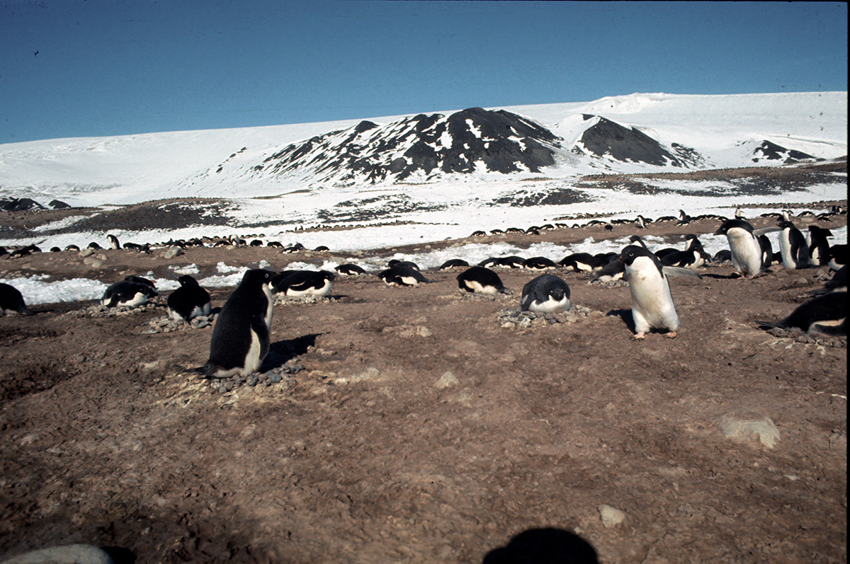 Adélie at Cape Royds