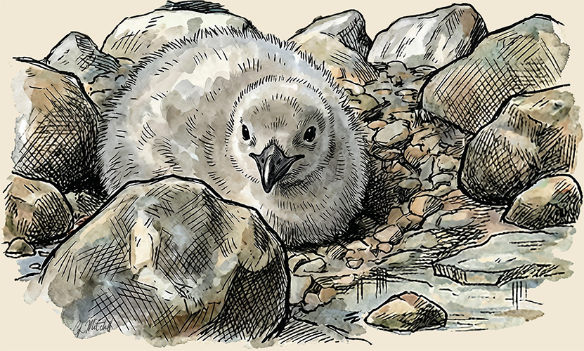 Snowy sheathbill chick in rocks